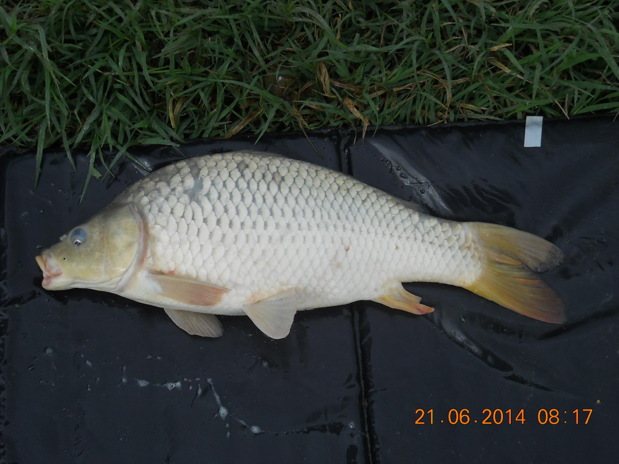 pescuit Magura 9 - dscn9521.jpg